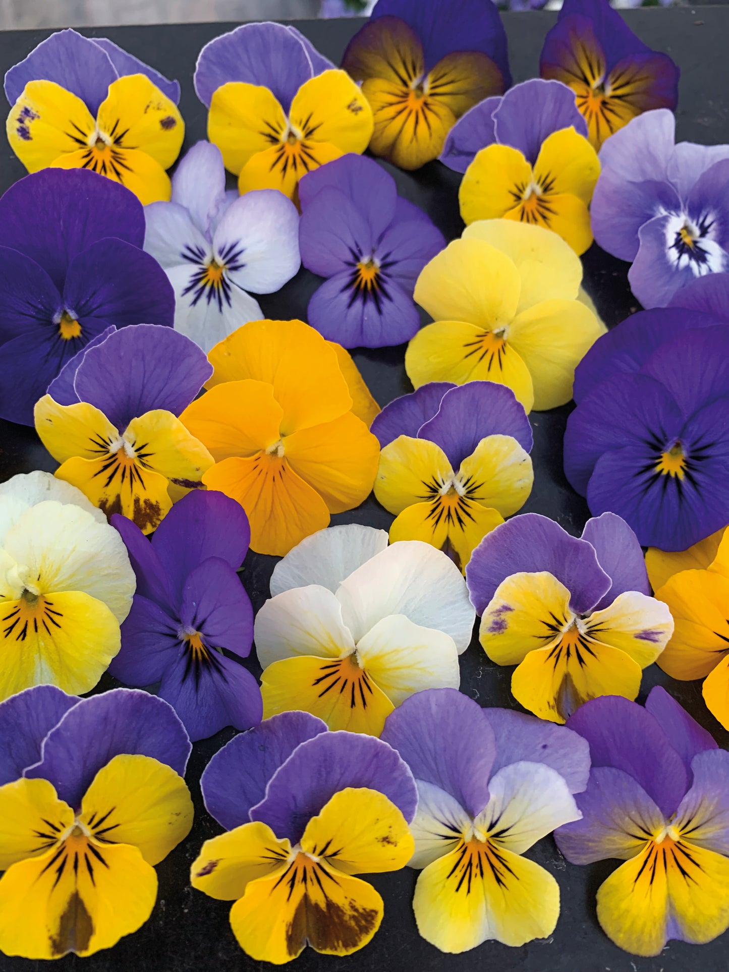 Viola cornuta Twix Beach Mix