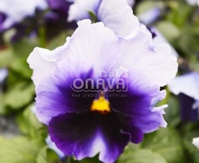 Viola wittrockiana Carneval Beaconsfield