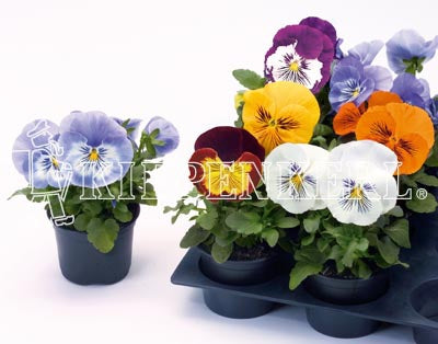 Viola wittrockiana Cats Mix