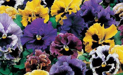 Viola wittrockiana Orchi Mix