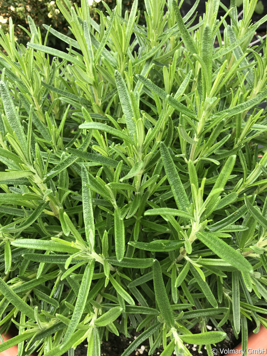 Rosmarinus officinalis AbraxMaxx (BIO)