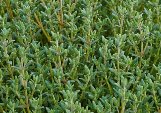 Thymus vulgaris Faustini (BIO)