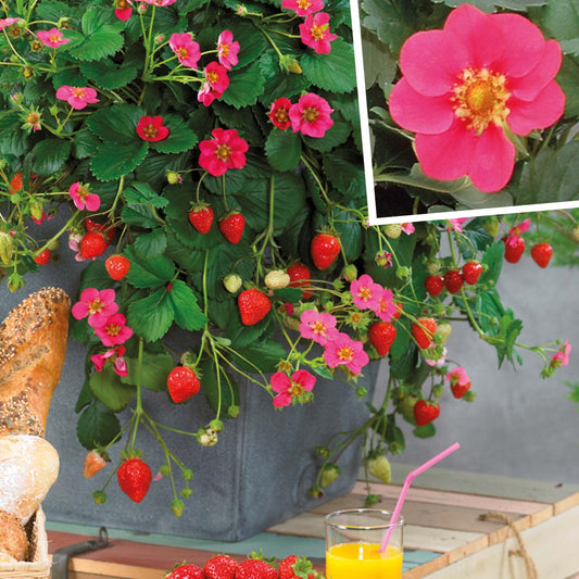 Fragaria ananassa Toscana (zemene)