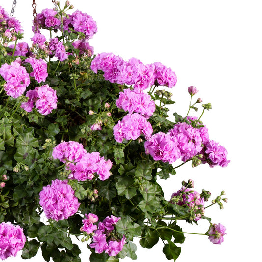 Pelargonium peltatum Kitty