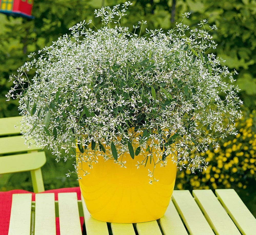 Chamaesyce hypericifolia Diamond Frost