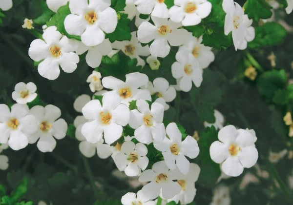 Sutera diffusus Baristo Giga White