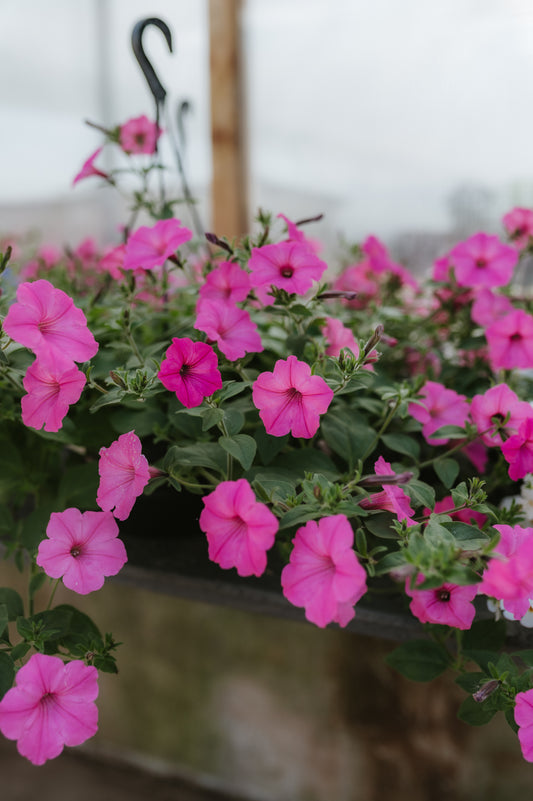 Petunia atkinsiana Mini Vista Hot Pink