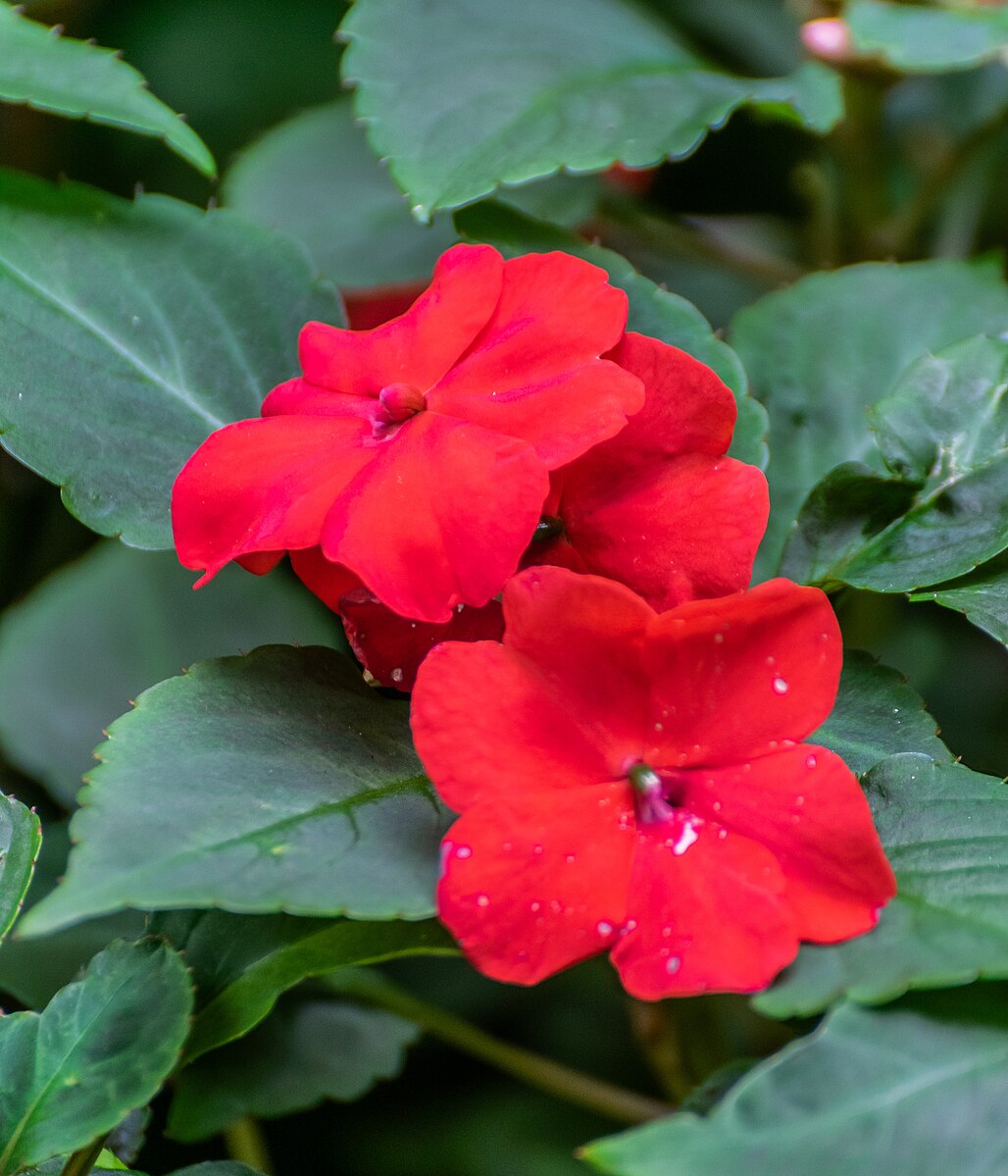 Impatiens walleriana Vitara Red