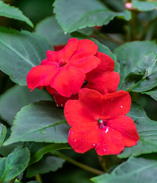 Impatiens walleriana Vitara Red