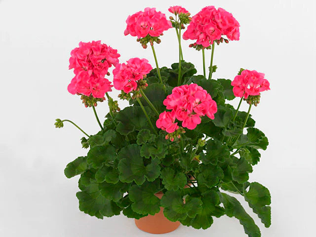 Pelargonium zonale Green Idols Hot Pink
