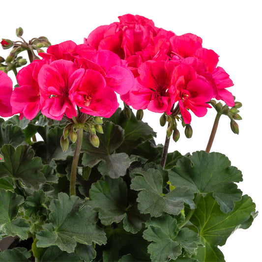 Pelargonium peltatum zonale TWOinONE Patio Coral
