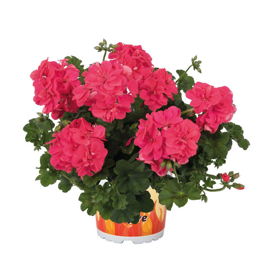 Pelargonium peltatum Atlantic Melon