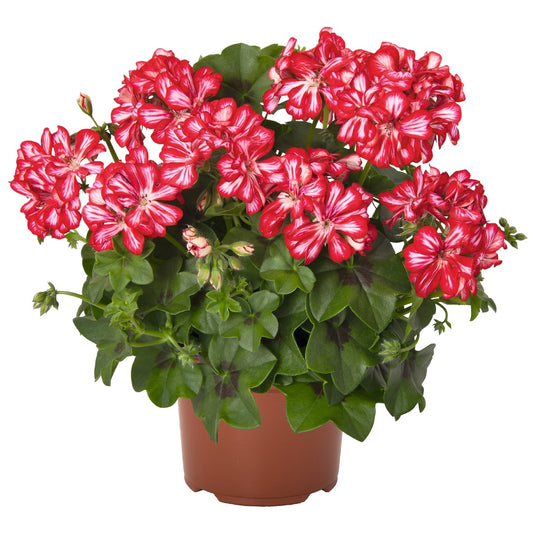 Pelargonium peltatum Atlantic Red Star