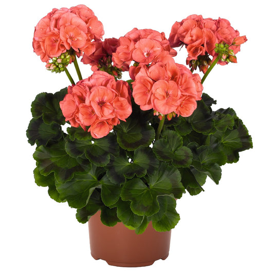Pelargonium zonale Survivor Idols Coral