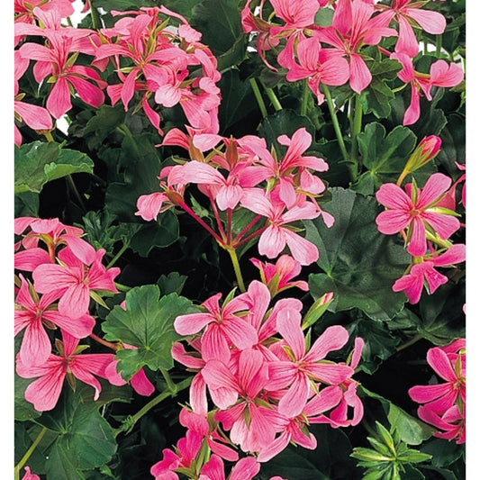 Pelargonium peltatum Ville de Paris Bicolor