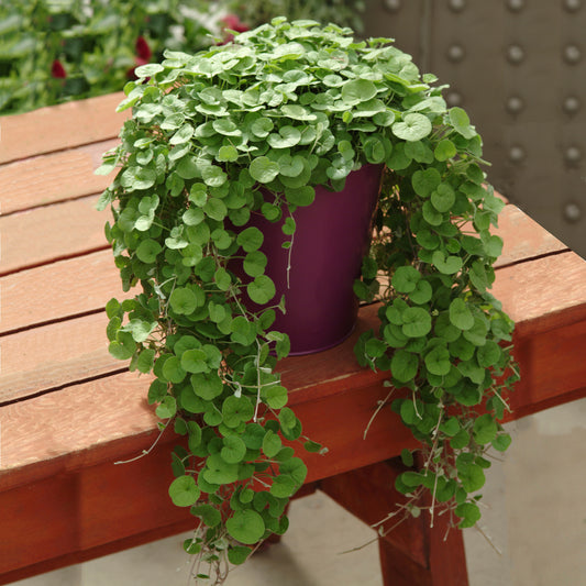 Dichondra argentea Emerald Falls