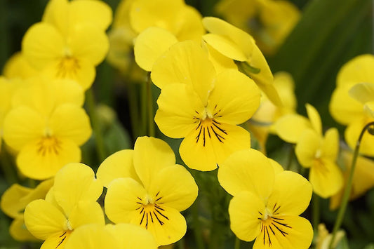 Viola cornuta Twix Yellow