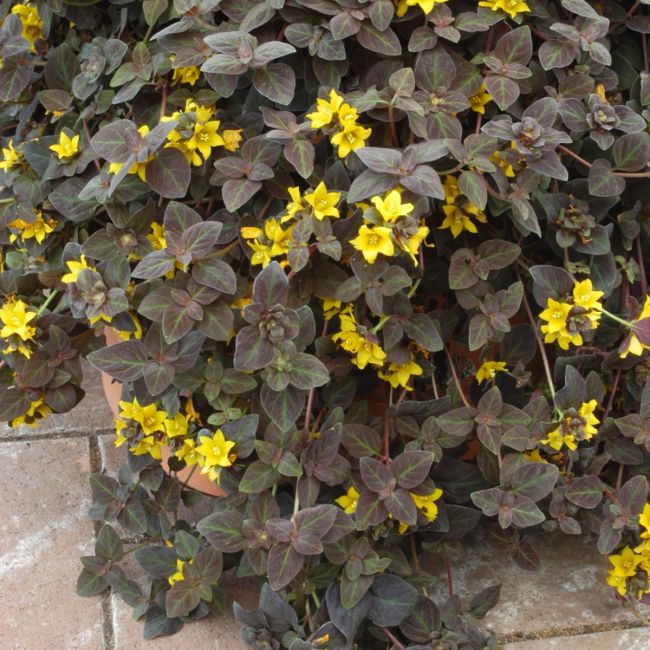 Lysimachia nummularia Midnight Sun