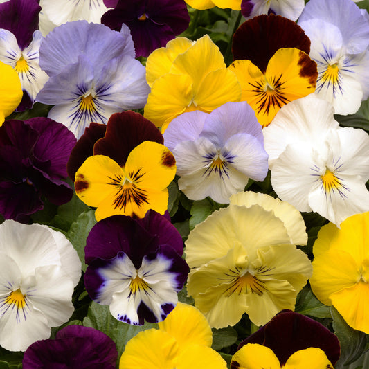 Viola wittrockiana Orchi Mix