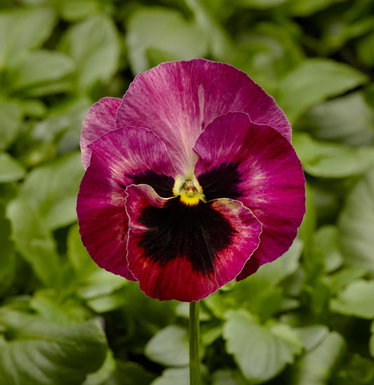 Viola wittrockiana Lubega Rose Picotee