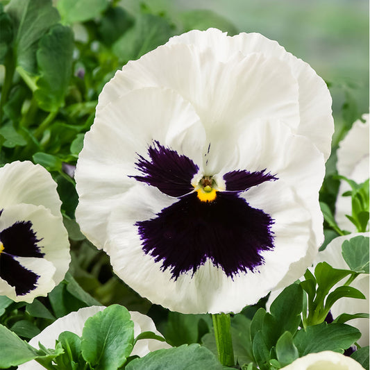 Viola wittrockiana Carneval White with Blotch