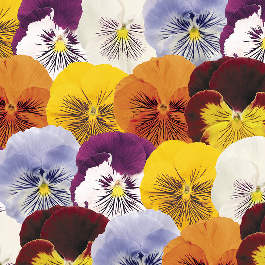 Viola wittrockiana Cats Mix