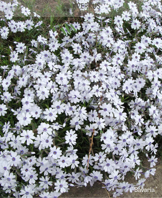 Flokshaab 'Bavaria'
