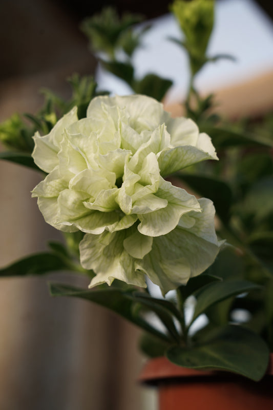 Petunia atkinsiana Origami White