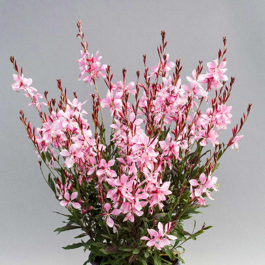 Gaura lindheimeri Giggles Pink Shades