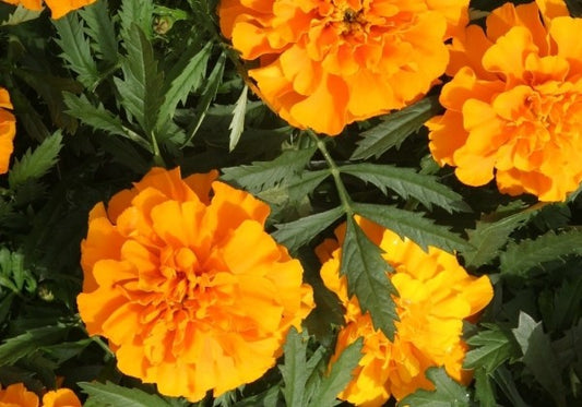Tagetes patula Bonanza Deep Orange