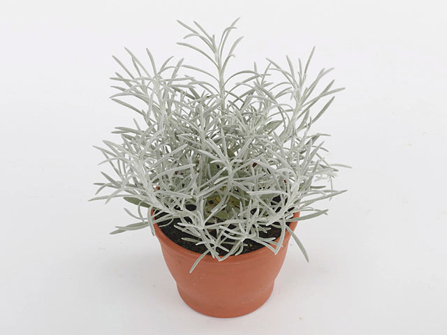 Helichrysum stoechas Sylvita Silverball