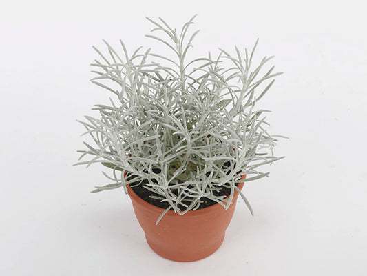 Helichrysum stoechas Sylvita Silverball