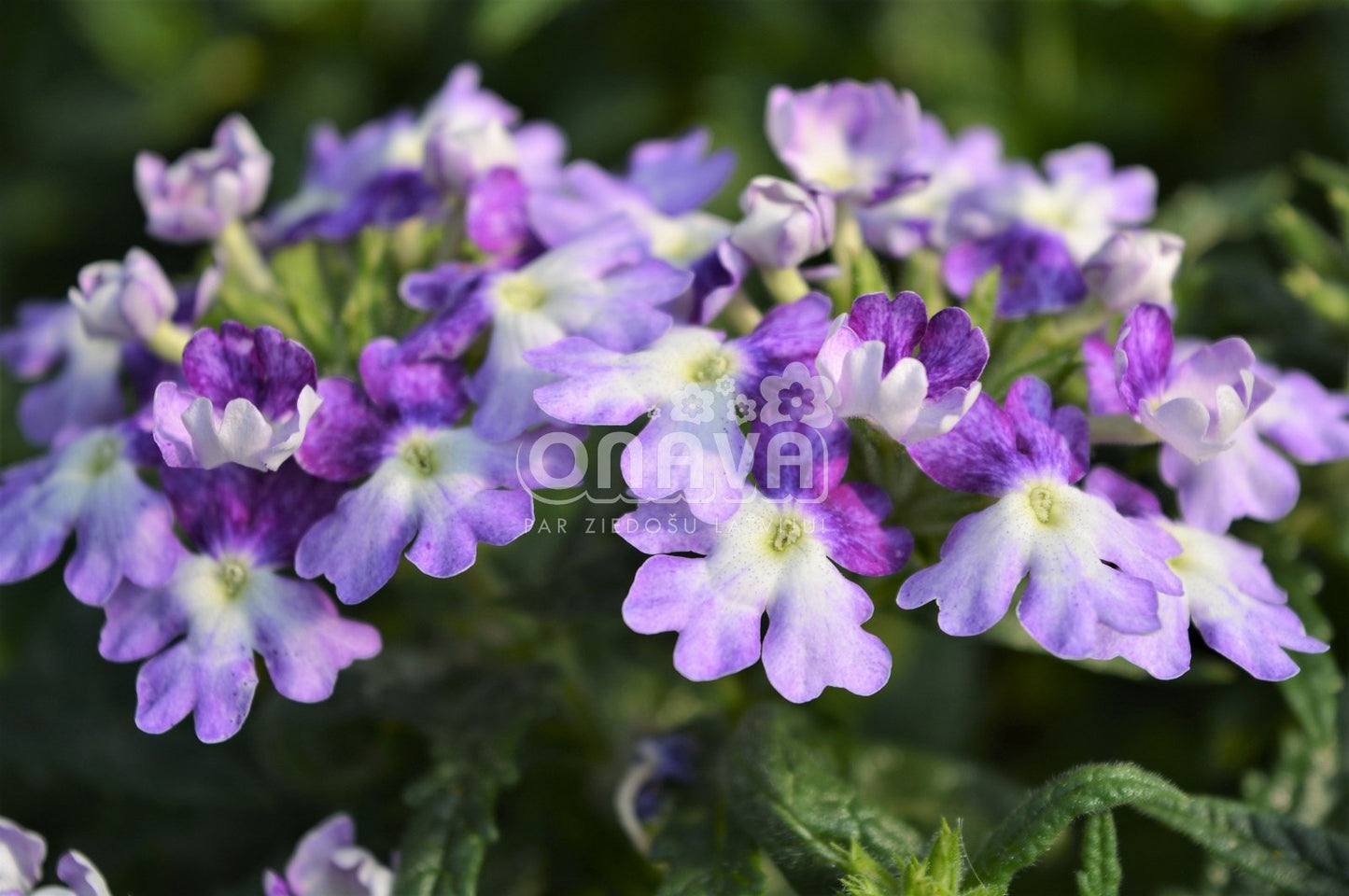 Verbena hybrida Wicked Purple