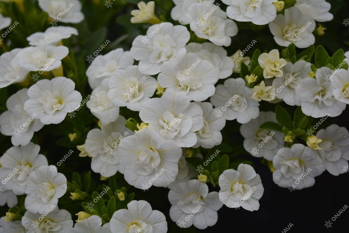 Calibrachoa hybrida PortuCal Double White