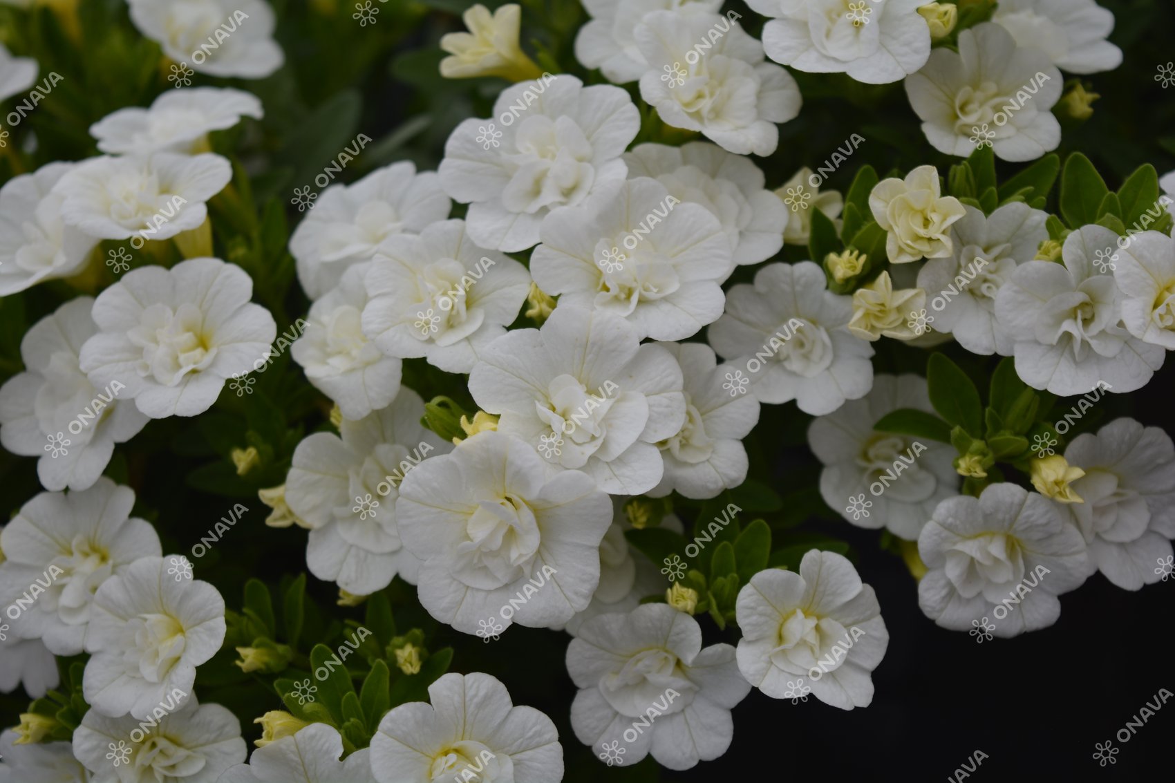 Calibrachoa hybrida PortuCal Double White