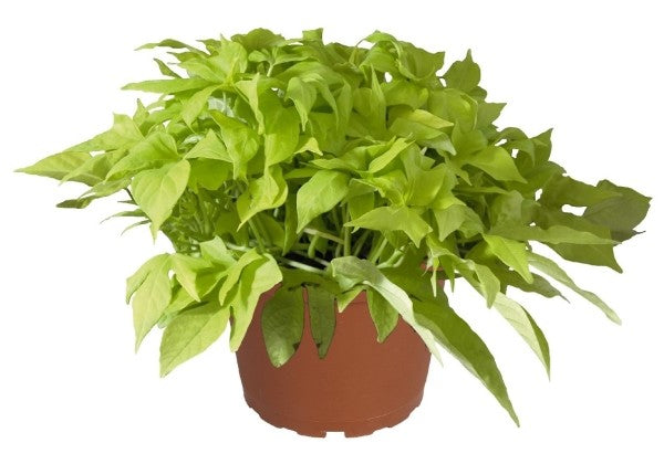 Ipomoea batatas Bright Ideas Lime
