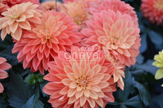 Dahlia hortensis Hypnotica Orange