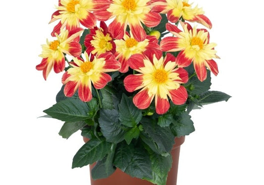 Dahlia hortensis Summer Bees Red Star