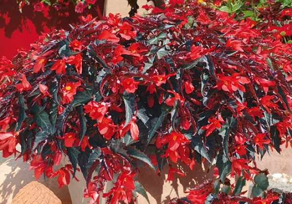 Begonia hybrida Summerwings Dark Elegance