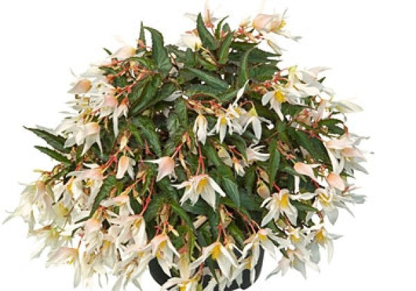 Begonia hybrida Summerwings White