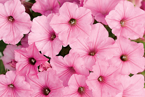 Petunia atkinsiana Vista Bubblegum_1