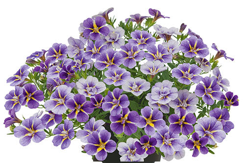 Calibrachoa hybrida Unique Wisteria Star