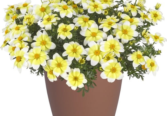 Bidens ferulifolia Goldmoon