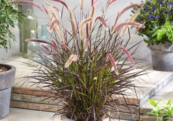 Pennisetum advena Chelsea