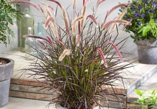 Pennisetum advena Chelsea