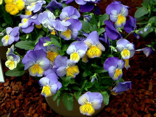 Viola wittrockiana Volante Morpho
