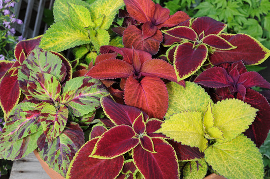 Coleus blumei Mix