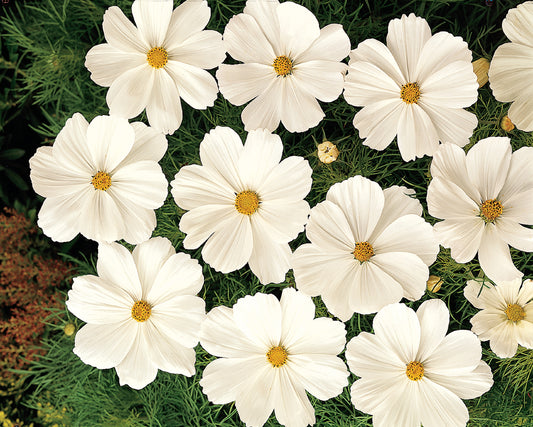 Cosmos bipinnatus Sonata White