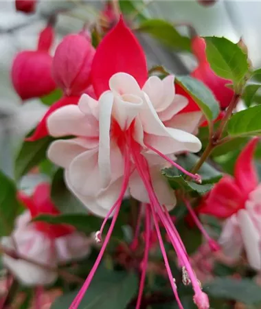 Fuchsia hybrida Leonita Double Pink-White (nokarena)