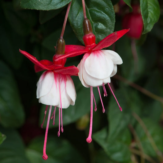 Fuchsia hybrida Sir Matt Busby (nokarena)